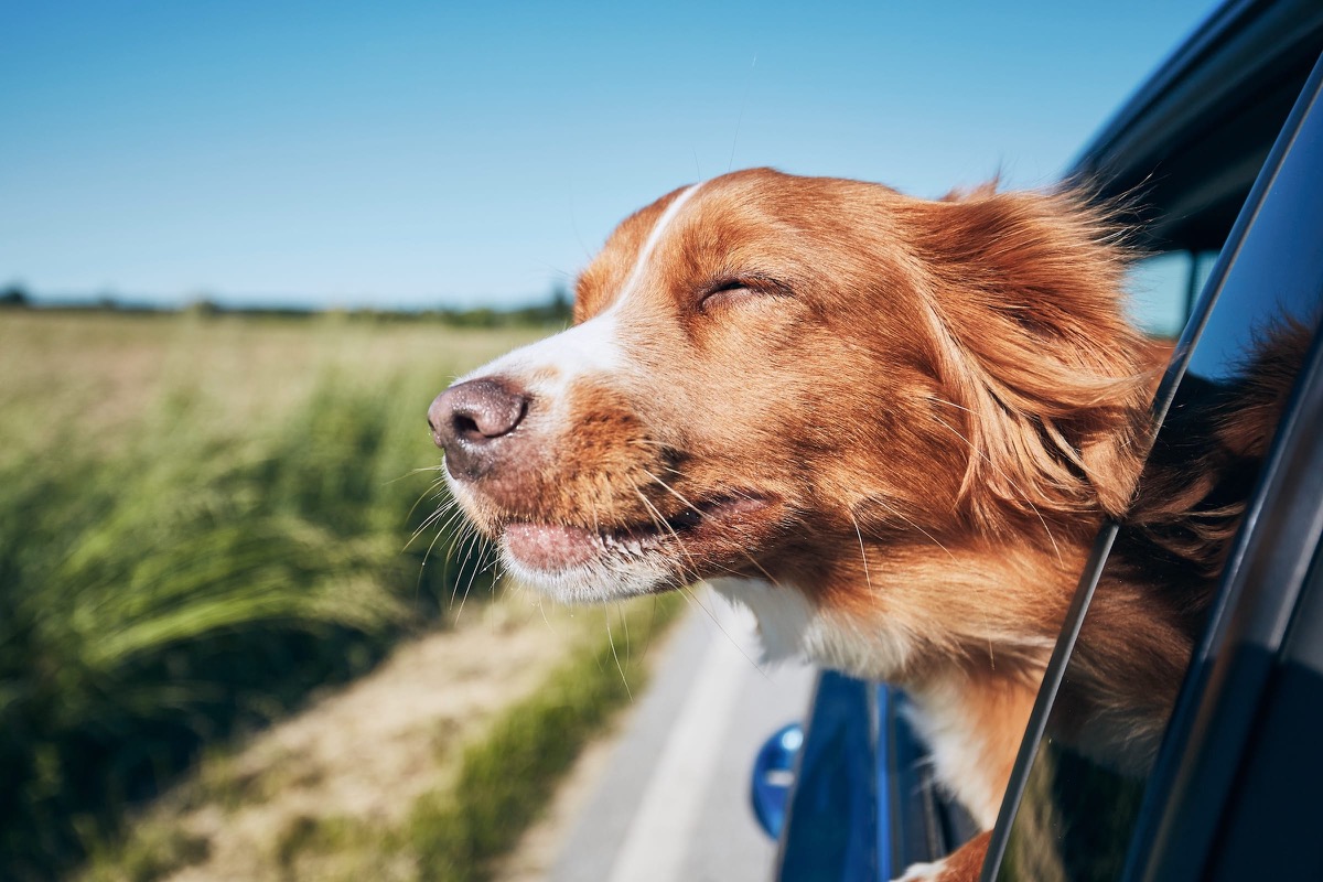Hund an der Reling einer Fähre mit Blick auf die isländische Küste